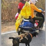 Dogs Or Monkey Ki Dosti