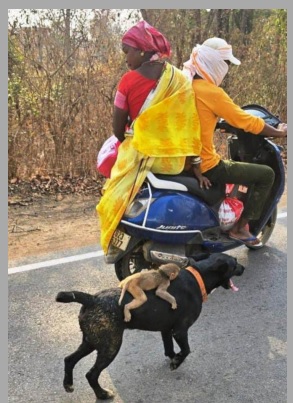 Dogs Or Monkey Ki Dosti
