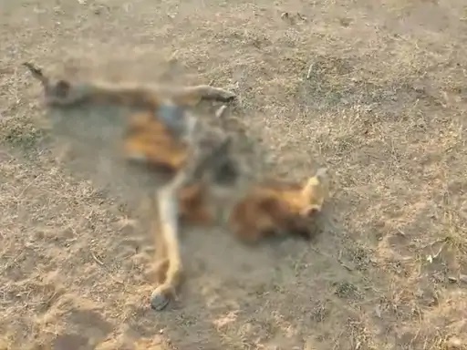 Gaushala Cow Death