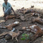 Wild Dogs