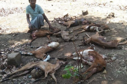 Wild Dogs
