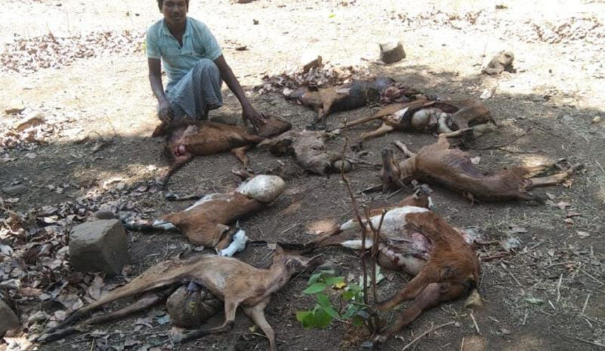Wild Dogs