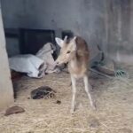 Chital