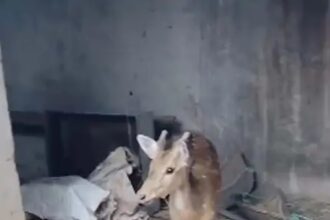 Chital