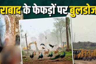 Kancha Forest Deforestation