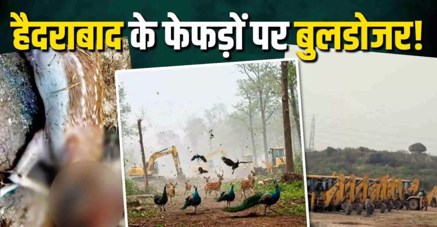 Kancha Forest Deforestation