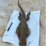 Raigarh Monitor Lizard Hunted