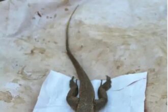 Raigarh Monitor Lizard Hunted