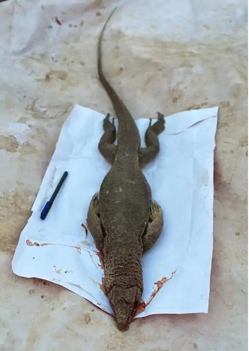 Raigarh Monitor Lizard Hunted