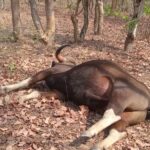 TERROR OF HUNTERS IN MAHASAMUND