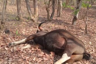 TERROR OF HUNTERS IN MAHASAMUND