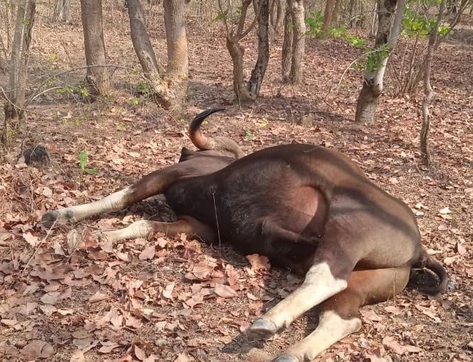 TERROR OF HUNTERS IN MAHASAMUND