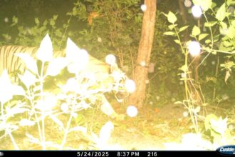 Udanti Sitanadi Tiger Reserve