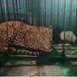 Leopard Rescue