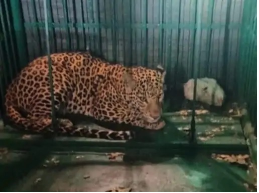 Leopard Rescue