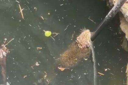 Leopard Video