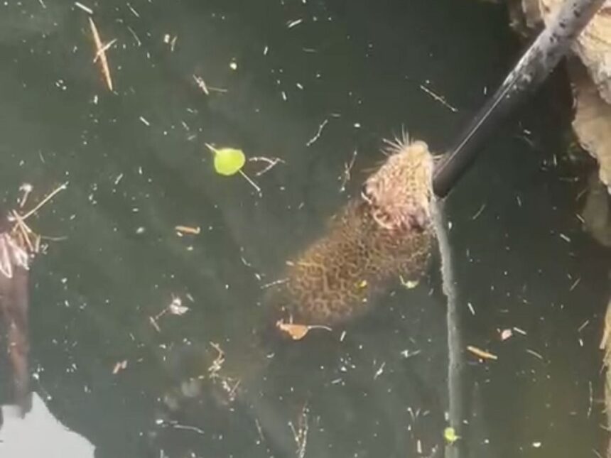 Leopard Video