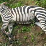 Zebra Death in Jungle Safari