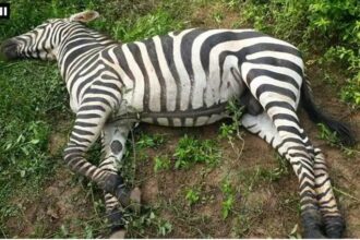 Zebra Death in Jungle Safari