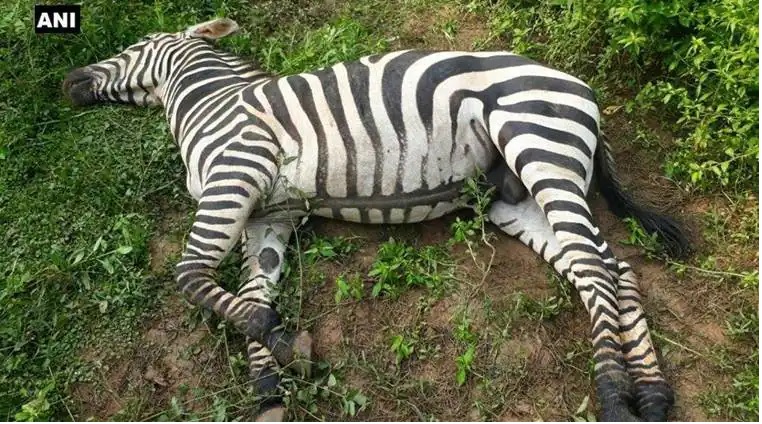 Zebra Death in Jungle Safari