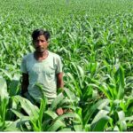 Maize Cultivation Farming