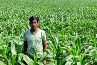 Maize Cultivation Farming
