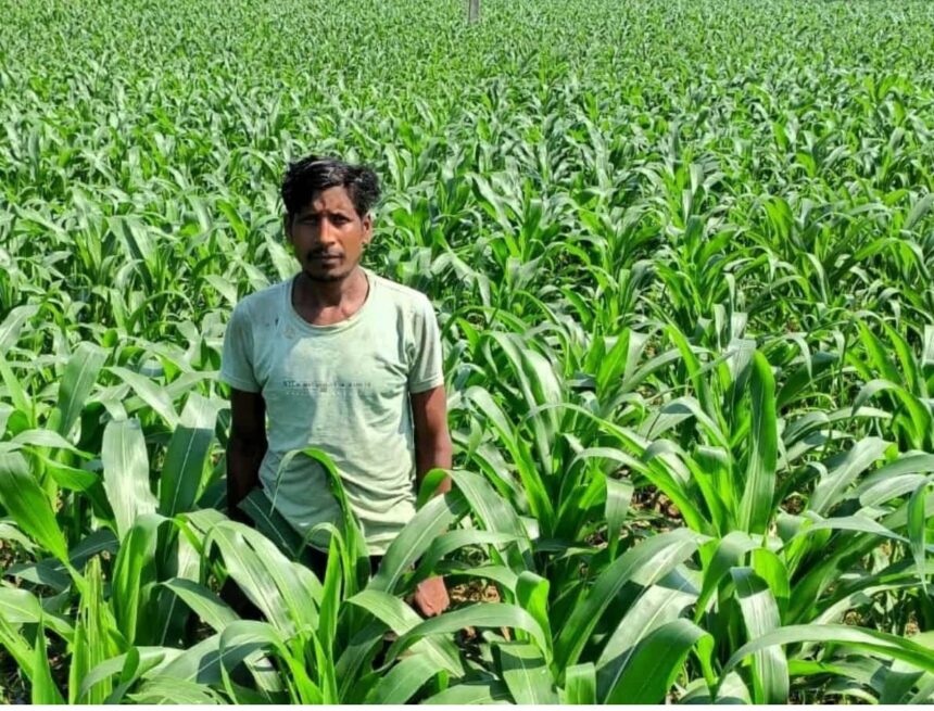 Maize Cultivation Farming