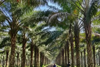 Oil Palm Farming