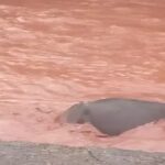Kawardha Waterfall Accident