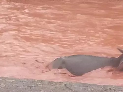 Kawardha Waterfall Accident