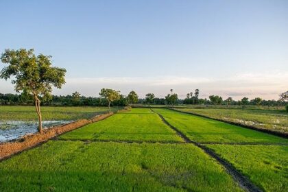 Chhattisgarh Paddy Farming