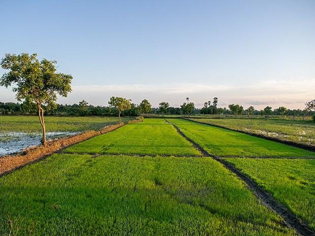 Chhattisgarh Paddy Farming