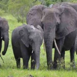 Elephant Attack Survival