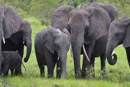 Elephant Attack Survival