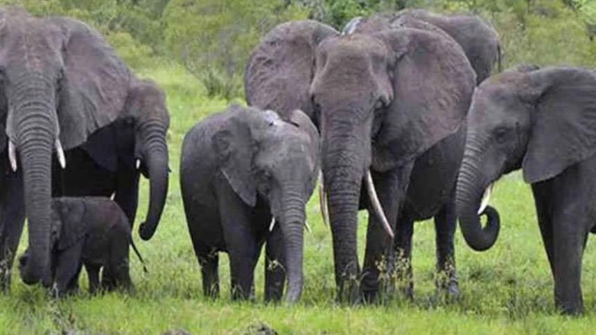 Elephant Attack Survival