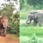Elephant Alert Chhattisgarh