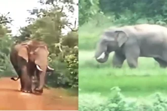 Elephant Alert Chhattisgarh