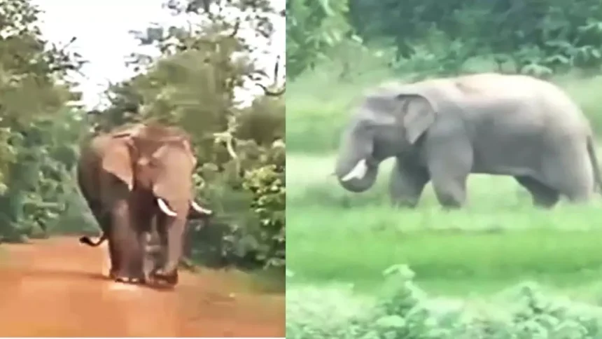 Elephant Alert Chhattisgarh