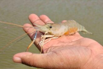shrimp farming in Sukma