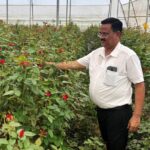 Rose Farming Success