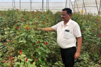 Rose Farming Success