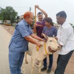 Cattle Safety Drive CG