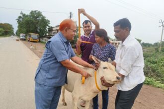 Cattle Safety Drive CG