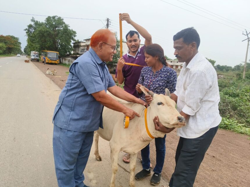 Cattle Safety Drive CG