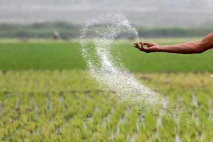 DAP shortage alternatives India