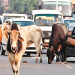 Street Cattle Penalty