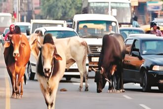 Street Cattle Penalty