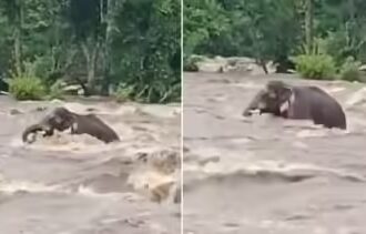 Baby Elephants River