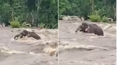 Baby Elephants River