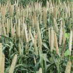 Nano DAP Fertilizer